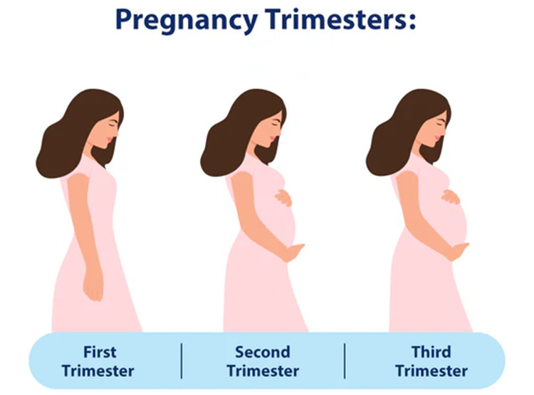 Timing and Precautions for pregnant woman